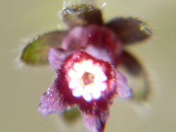 Cynoglossum hispidum flower